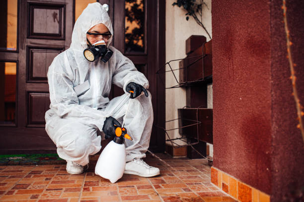 Attic and Crawl Space Rodent Treatment in Ottawa
